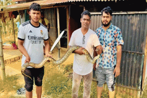 শ্রীমঙ্গলে হাইল হাওরের রউয়া বিলে জালে আটকা পড়ল অজগর