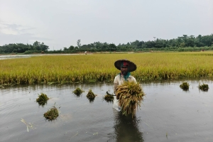 দোয়ারাবাজারে তলিয়ে গেছে হাওর: দিশেহারা হাজারো কৃষক