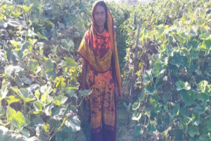 ​জামালগঞ্জে কৃষাণী মর্জিনার লাউ চাষে বাজিমাত
