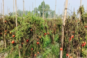 বানিয়াচংয়ে সবজি চাষে নীরব বিপ্লব: সংরক্ষণের অভাবে দুশ্চিন্তায় চাষীরা