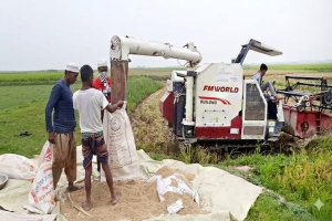 বাম্পার ফলনেও হাসি নেই হবিগঞ্জের কৃষকের মুখে