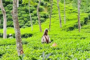 উৎপাদন ও আয়ে এনটিসির নতুন মাইলফলক