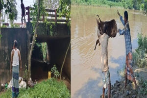 চামড়া কিনে এবার চরম বিপাকে মৌলভীবাজারের মৌসুমি ব্যবসায়ীরা