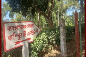 শ্রমিক ছাঁটাইয়ের প্রতিবাদে মৌলভীবাজারে চা-শ্রমিকদের অনির্দিষ্টকালের ধর্মঘট