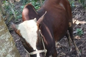 ছাতকে প্রবাসীর গোয়াল ফাঁকা করে ৪ লাখ টাকার গরু লুট