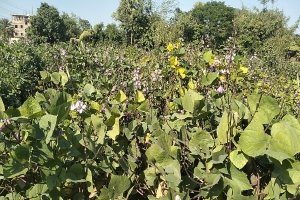 মাধবপুরে শিমের বাম্পার ফলন, দেশজুড়ে বাড়ছে রপ্তানি