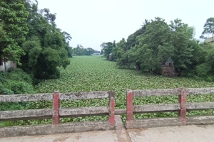 সুনামগঞ্জের ঐতিহ্যবাহী সোনাখালী নদী এখন কচুরিপানার দখলে মৃতপ্রায়