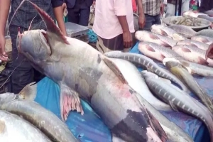 হবিগঞ্জে দেড়মণ ওজনের এক বাঘাইড়ের দাম আড়াই লাখ টাকা