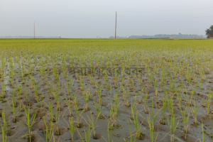 সুনামগঞ্জে তীব্র লোডশেডিং: সেচ সংকটে বোরো আবাদ নিয়ে শঙ্কা