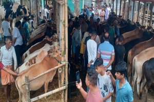 সিলেটে পশুর হাটে গরু বেশি,ক্রেতার উপস্থিতি কম
