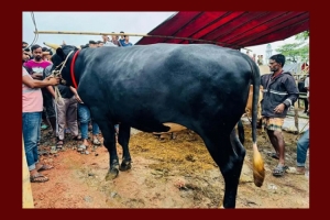 বড়লেখার গরুর হাটে ‘নাসীরুদ্দীন পাটওয়ারী’!