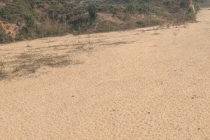 মাধবপুরে রাতের আঁধারে ছড়ার বালু লুট, হুমকিতে পরিবেশ