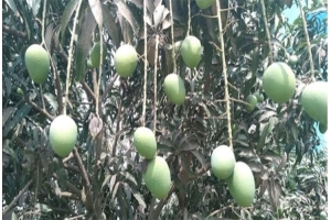 অনুকূল আবহাওয়ায় ২৭ লাখ মেট্রিক টন আম উৎপাদনের আশা