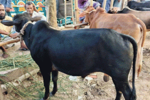 জবিতে শনিবারও গরুভোজের আয়োজন