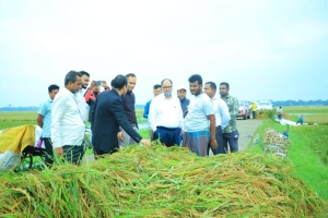 সুনামগঞ্জের বরাম হাওরে ধান কাটা পরিদর্শনে জেলা প্রশাসক