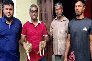 লোকালয়ে হাঁস শিকার করতে এসে শ্রীমঙ্গলে বনবিড়ালের দুটি বাচ্চা উদ্ধার