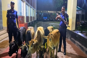 কোম্পানীগঞ্জে পুলিশের অভিযানে ভারতীয় গরু আটক