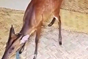 চুনারুঘাটে তালাবদ্ধ ঘর থেকে মায়া হরিণ উদ্ধার